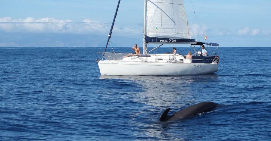 Tenerife: 3 &-6 Hour Private Whale & Dolphin Watching - Should you book the Gran Azor charter?