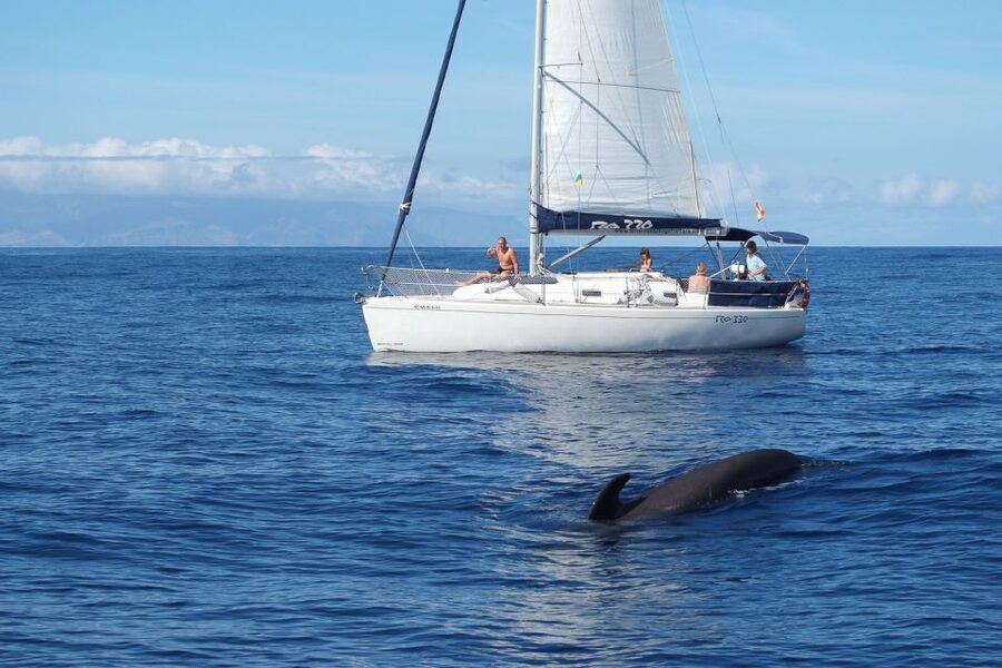 Tenerife: 3 &-6 Hour Private Whale & Dolphin Watching - Searching for pilot whales, dolphins, and turtles