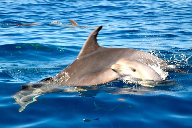 Tenerife 3-Hour Discover Whales and Dolphins - Is $70.68 a fair price?