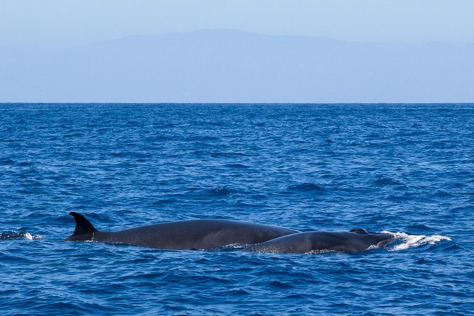 Tenerife 3-Hour Discover Whales and Dolphins - Who will enjoy this cruise most?