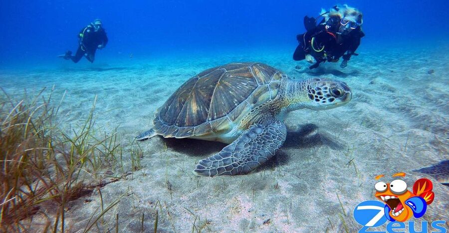 Tenerife: Abades Beach Beginner Diving Experience - Key points to know before booking