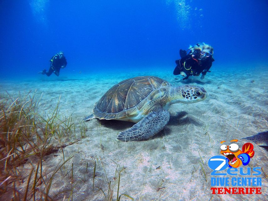 Tenerife: Abades Beach Beginner Diving Experience - Why Abades Bay works well for a first scuba session