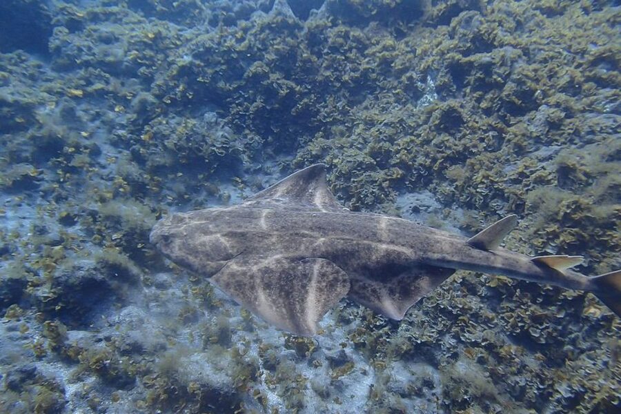 Tenerife: Abades Beach Beginner Diving Experience - What the $100 price covers