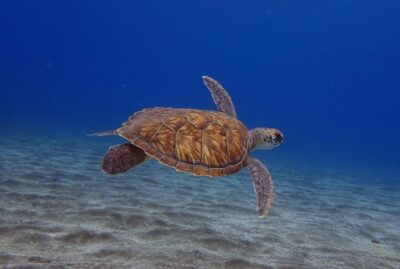 Abades Beach Beginner Diving Experience