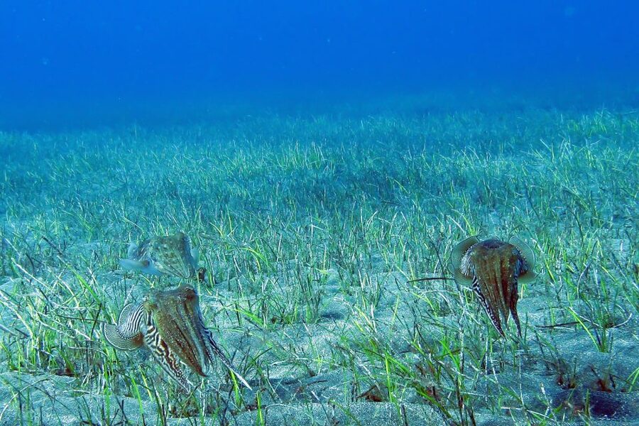 Tenerife: Abades Beach Beginner Diving Experience - The staff and level of personal care