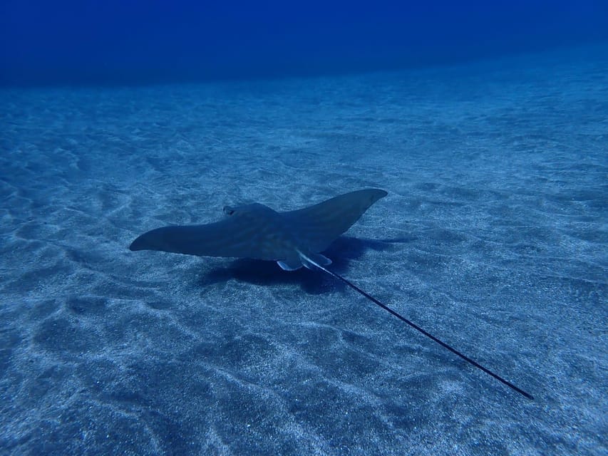 Tenerife: Abades Beach Beginner Diving Experience - Health rules and what to bring