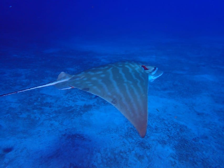 Tenerife: Abades Beach Beginner Diving Experience - Booking flexibility and languages
