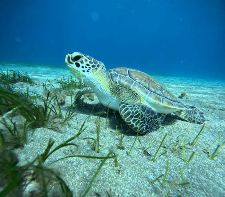 Tenerife: Abades Beach Beginner Diving Experience - My verdict: is Abades worth booking?