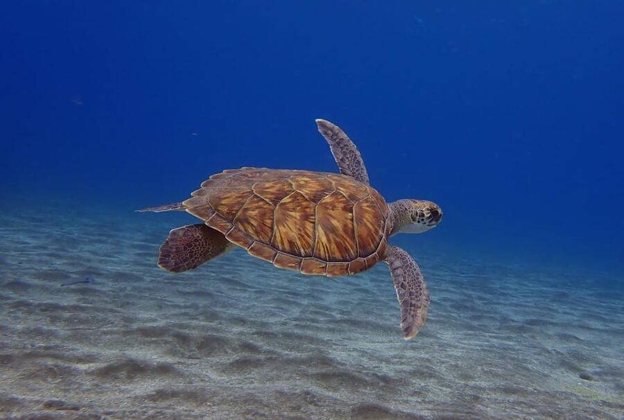 Tenerife: Abades Beach Beginner Diving Experience - What happens during the three-hour schedule