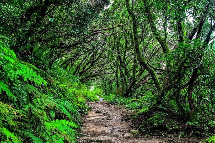 Tenerife: Anaga Rural Park Private Tour - Fayal-Brezal and the ancient laurel forest
