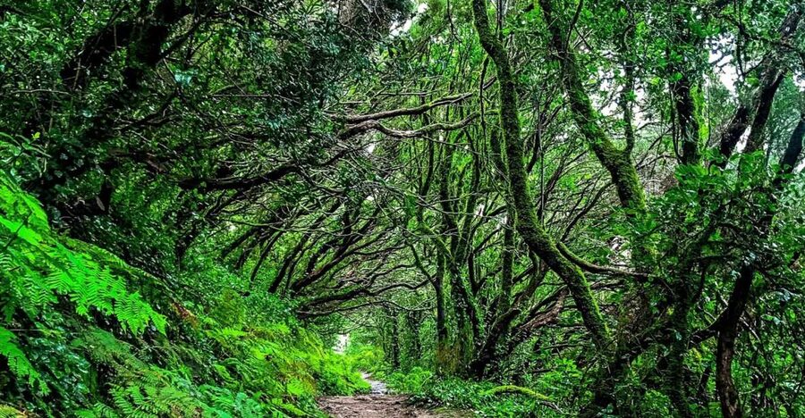 Tenerife: Anaga Rural Park Private Tour - San Cristóbal de La Laguna in the final hour