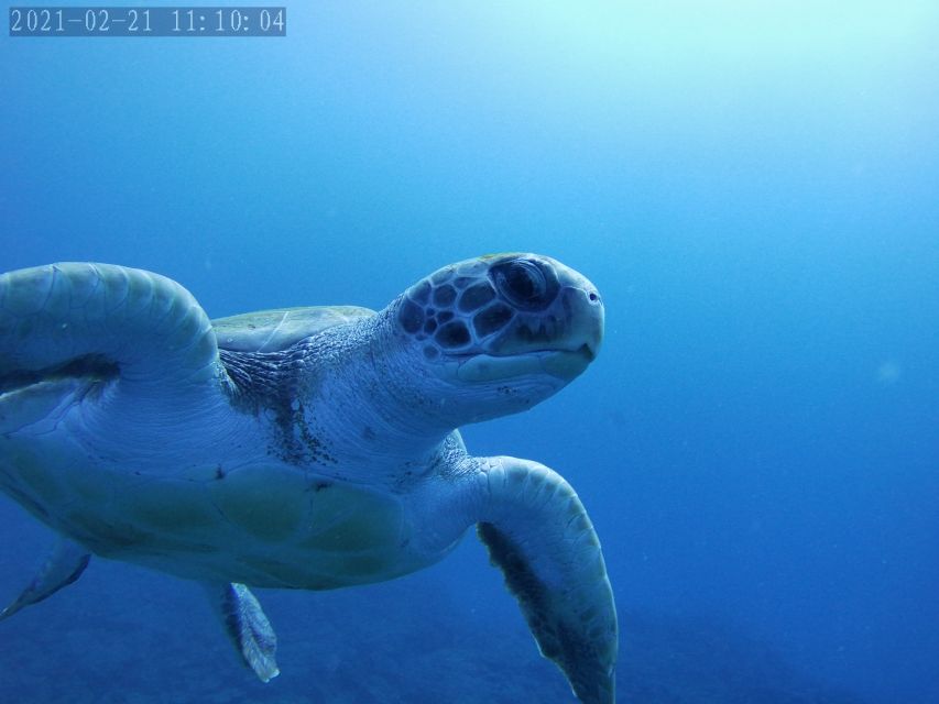Tenerife: Beginner's Dive at a Spot with Turtle Sightings - What the two-hour schedule really gives you
