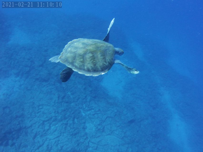 Tenerife: Beginner's Dive at a Spot with Turtle Sightings - Who should choose this Tenerife scuba session?