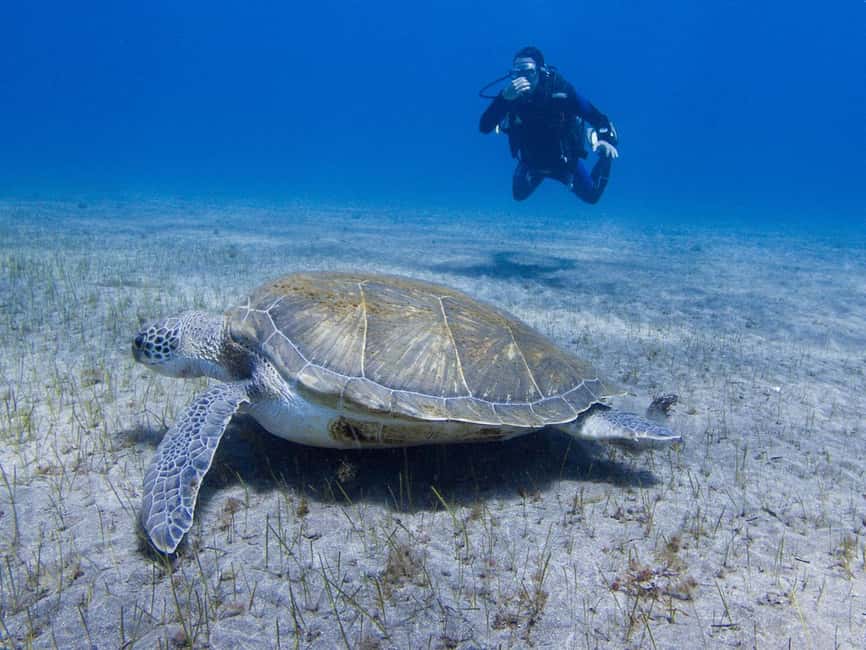 Tenerife: Beginner Scuba Diving Experience with Pickup - Starting at Aquarius in El Fraile