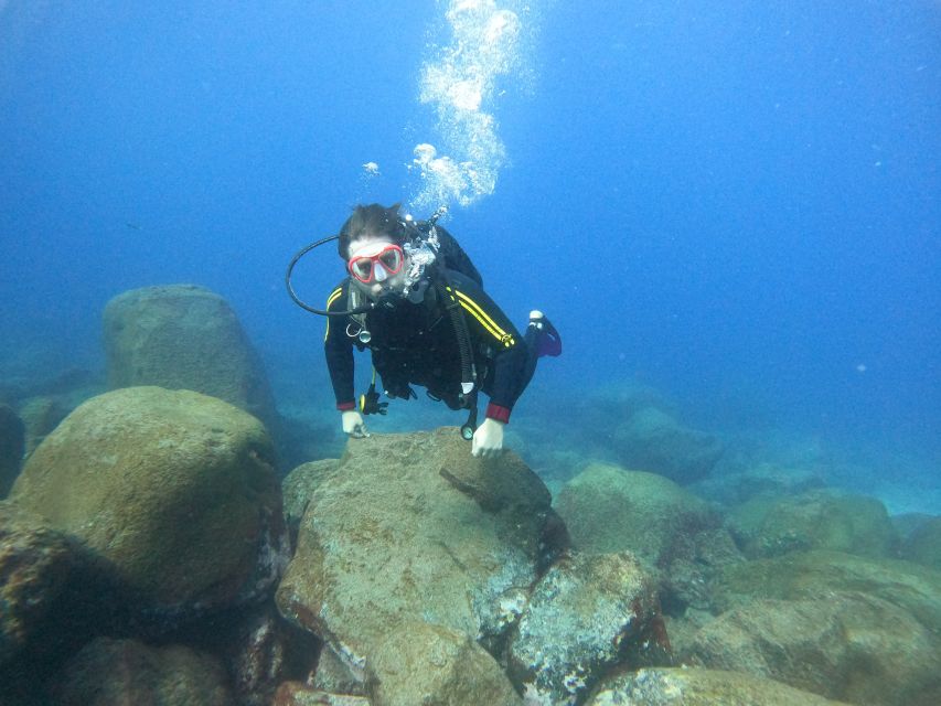 Tenerife: Beginners Scuba Dive Experience in Turtle Area - Key points at a glance