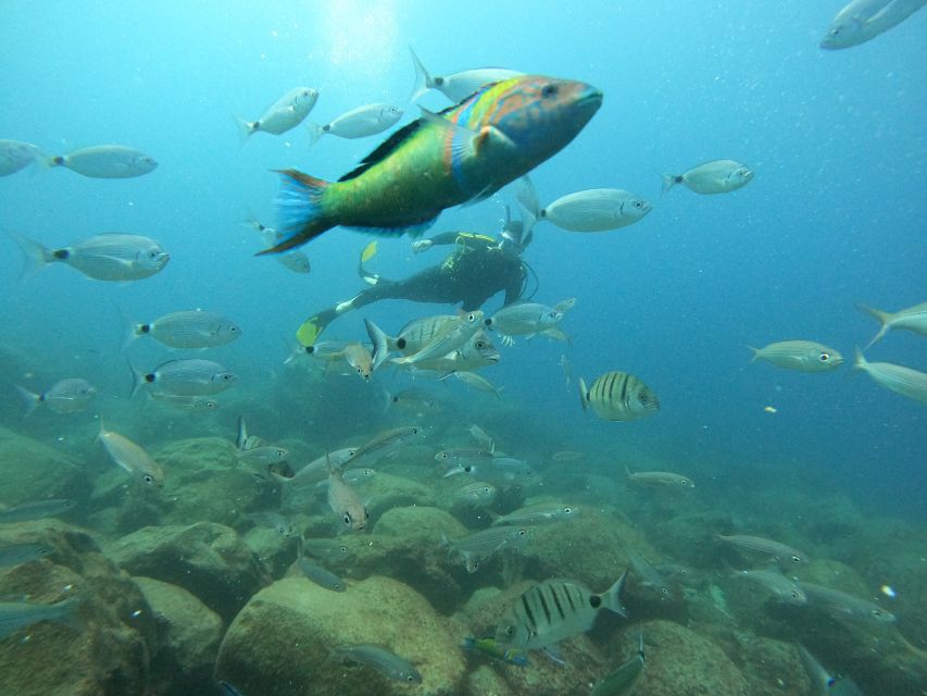 Tenerife: Beginners Scuba Dive Experience in Turtle Area - A few practical ways to enjoy it more