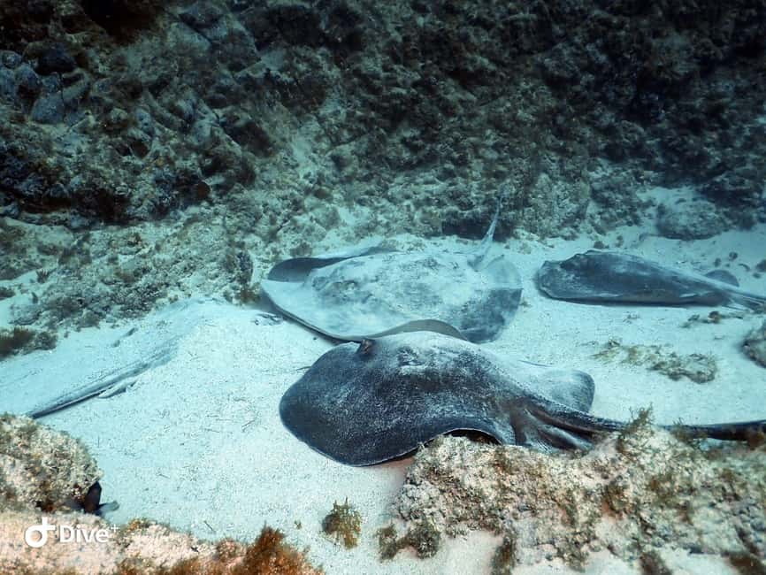 Tenerife: Beginners Scuba Dive Experience in Turtle Area - Your first underwater session, up to 12 meters