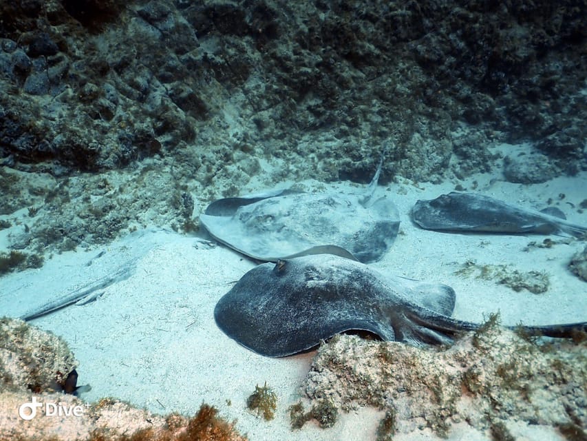Tenerife: Beginners Scuba Dive Experience in Turtle Area - Why the instructors matter so much