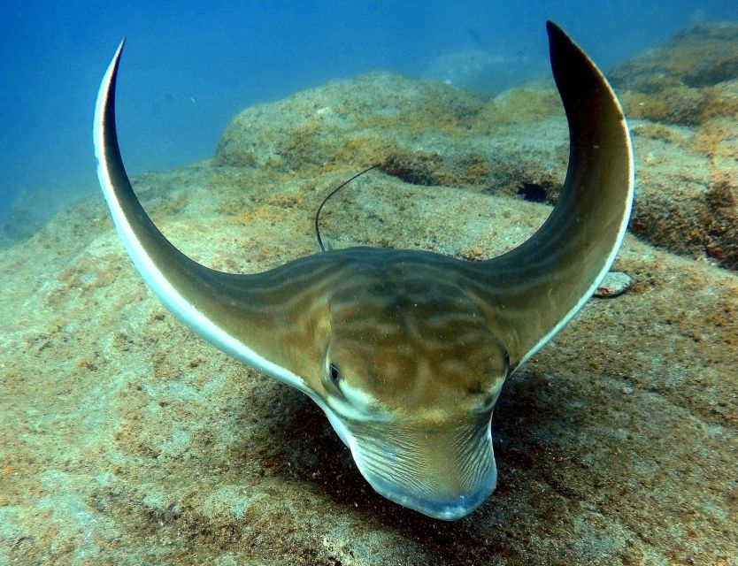 Tenerife: Beginners Scuba Dive Experience in Turtle Area - Who should book this experience?