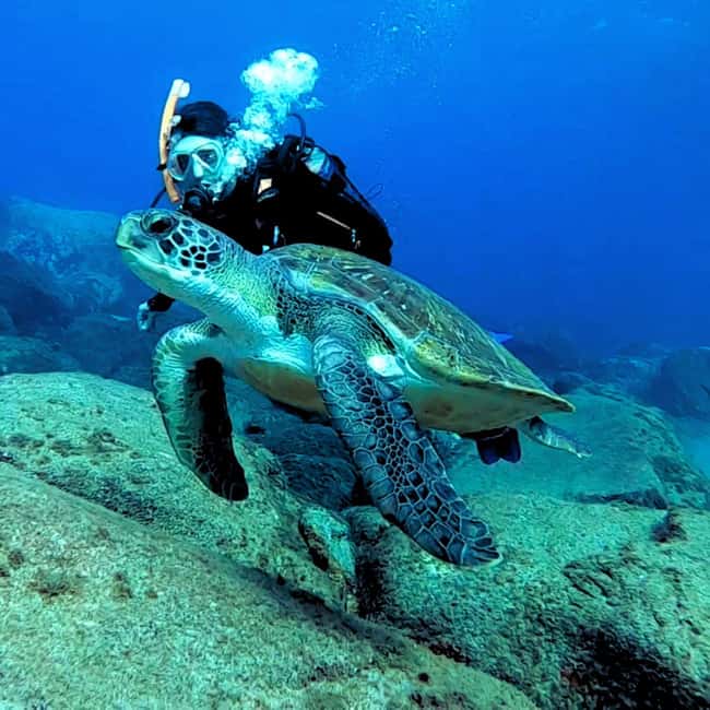 Tenerife: Beginners Scuba Dive Experience in Turtle Area - The 30-minute safety briefing