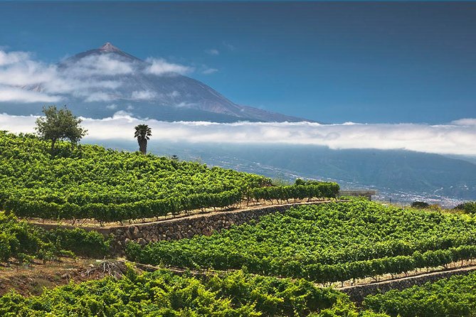 Tenerife Bodegas Monje Winery Tour with Wine and Cheese Tasting - Is the $42.24 price good value?