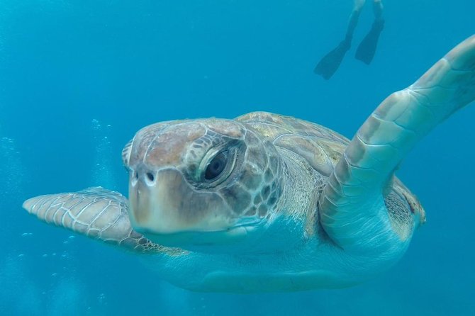 Tenerife by Kayak Adventure in small group - What the morning actually feels like