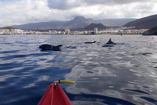 Tenerife by Kayak Adventure in small group - Searching the cliffs and open water for dolphins