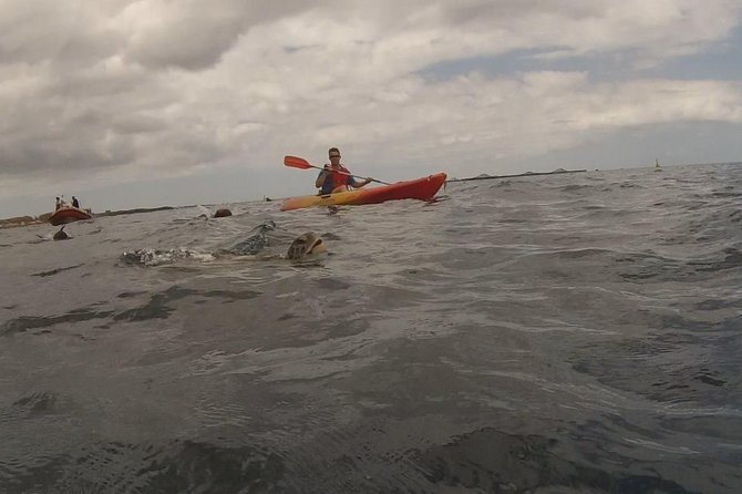 Tenerife by Kayak Adventure in small group - From Playa de Los Cristianos toward Montaña de Guaza