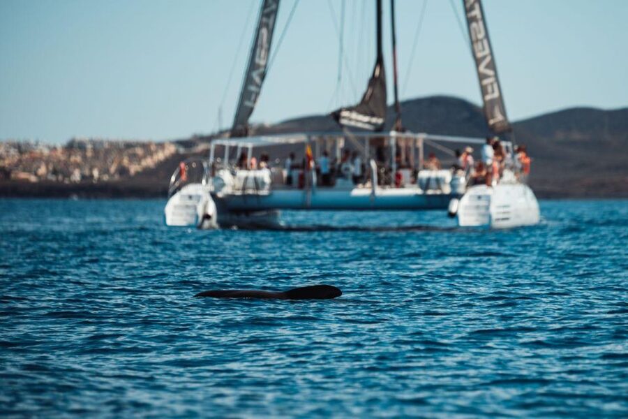 Tenerife: Catamaran Cruise with Brunch and Unlimited Drinks - FAQ