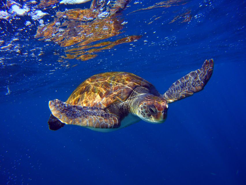 Tenerife: Discover Scuba Diving with Free Photos - Should you book it?