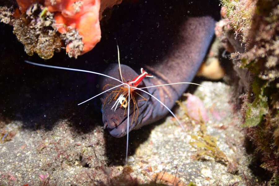 Tenerife: Discover Scuba Diving with Free Photos - What the $105 price really covers