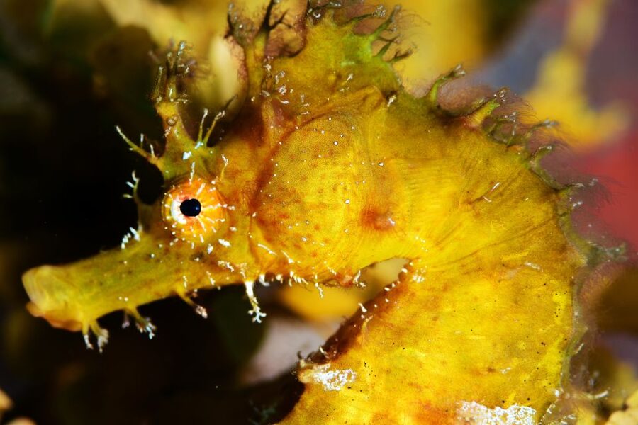 Tenerife: Discover Scuba Diving with Free Photos - Photos, video, and the practical extras
