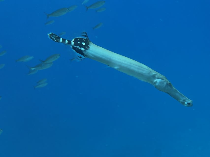 Tenerife : Diving License international in one day - What happens during the four-hour course