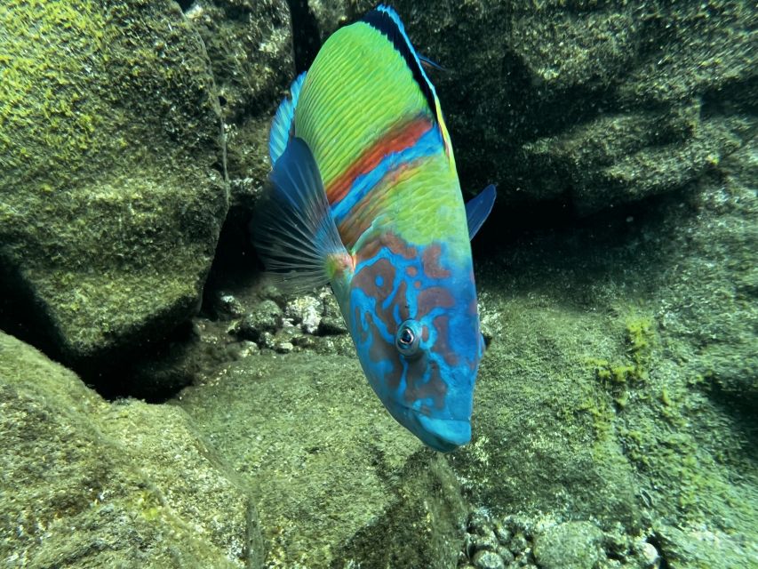 Tenerife : Diving License international in one day - Marine life near the beach