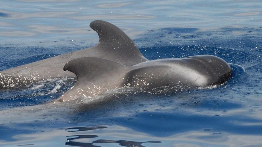 Tenerife: Eco-Yacht Whale and Dolphin Watching and Swimming - Key points before you book