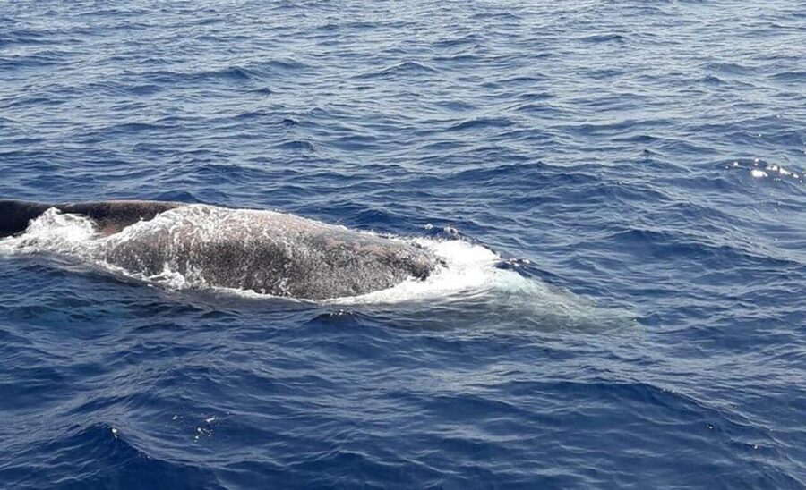 Tenerife: Eco-Yacht Whale and Dolphin Watching and Swimming - Practical details to handle before boarding