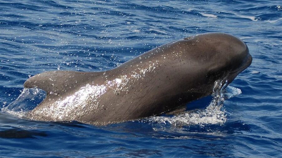 Tenerife: Eco-Yacht Whale and Dolphin Watching and Swimming - Why Los Cristianos is a good launch point