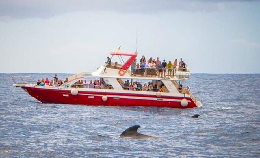 Tenerife: Eco-Yacht Whale and Dolphin Watching and Swimming - What the $13 price really offers