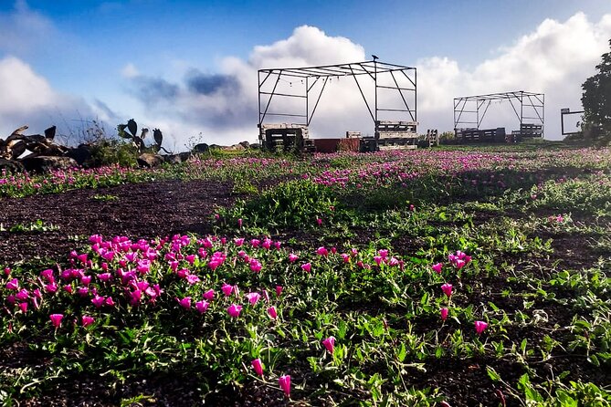 Tenerife Exclusive & Private Gastronomic, Sunset-Stargazing - Practical details that matter before you book