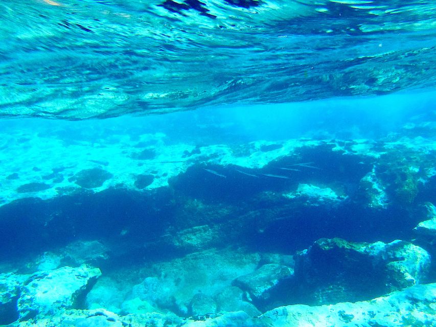Tenerife Exclusive Snorkeling Trip with Marine Biologist - Key points to know before you book