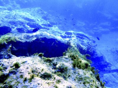 Tenerife Exclusive Snorkeling Trip with Marine Biologist