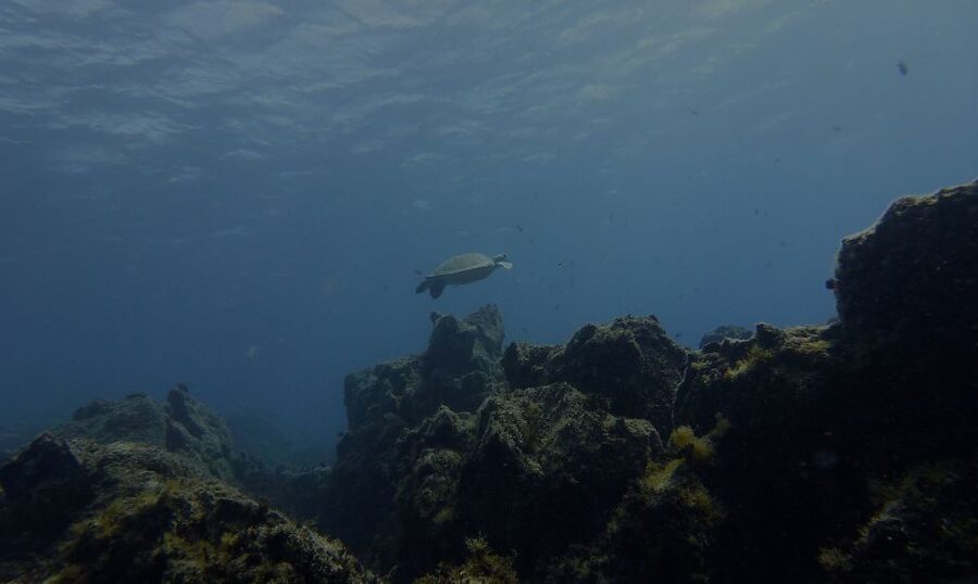Tenerife Exclusive Snorkeling Trip with Marine Biologist - What happens if the sea conditions are poor?