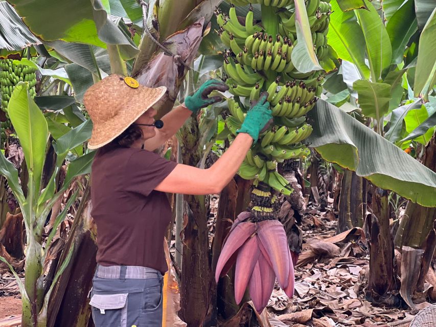 Tenerife: Finca Las Margaritas Banana Plantation Experience - Walking into Tenerife’s banana-growing world