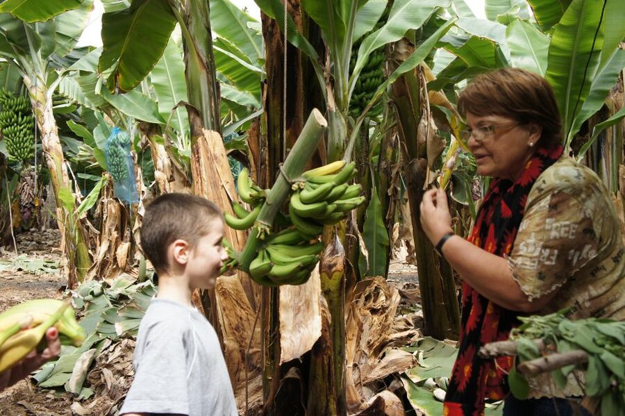 Tenerife: Finca Las Margaritas Banana Plantation Experience - The guided tour with Ana and the self-guided route