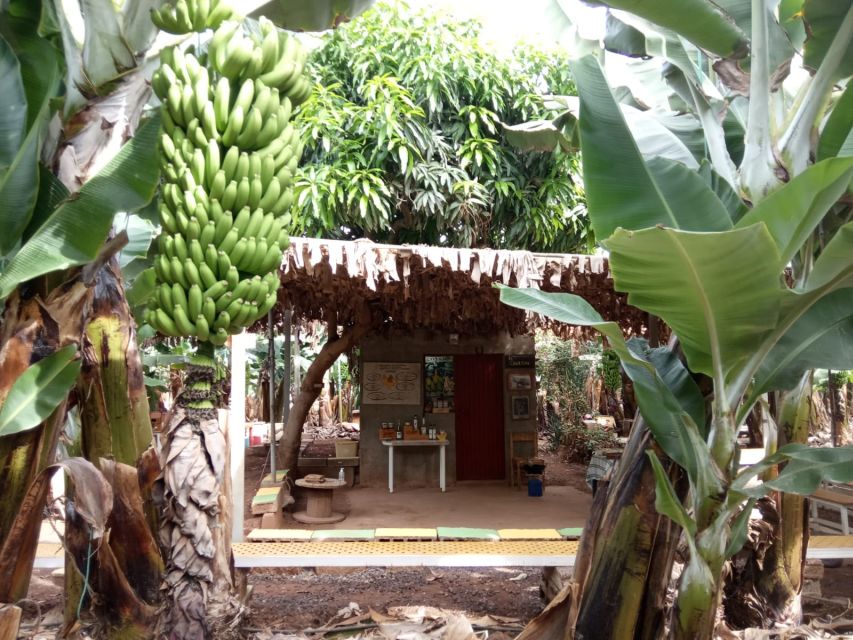 Tenerife: Finca Las Margaritas Banana Plantation Experience - The Gofio demonstration and island food