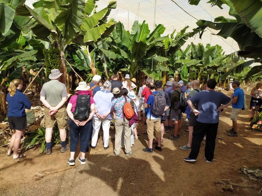 Tenerife: Finca Las Margaritas Banana Plantation Experience - The value of an $11 admission