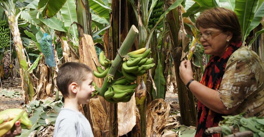 Tenerife: Finca Las Margaritas Banana Plantation Experience - What you learn among the banana plants