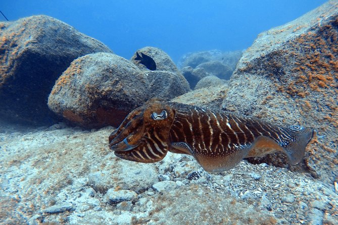 Tenerife First Time Scuba Dive – Turtle Habitat, Small Groups - A controlled first scuba session to 7 meters