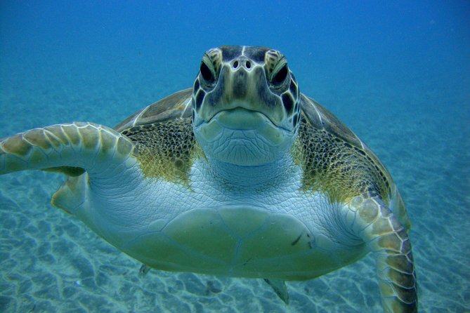 Tenerife First Time Scuba Dive – Turtle Habitat, Small Groups - Returning to the center, with time to shower and change