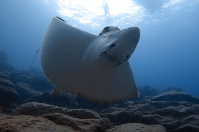 Tenerife First Time Scuba Dive – Turtle Habitat, Small Groups - Who will get the best value from the $90.70 price
